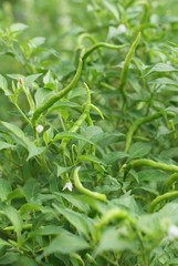 Fresh green chillies growing in the vegetable garden