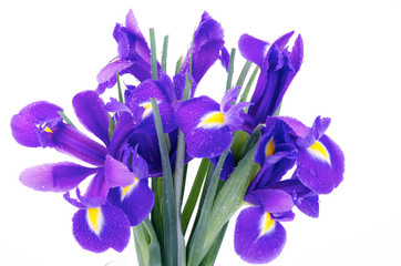 Iris Bunch