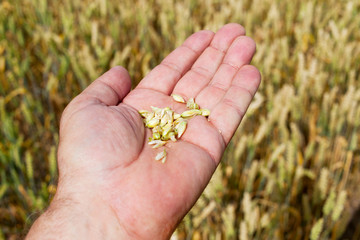 Grain in hand.