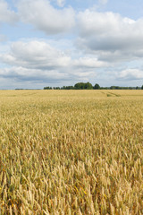Naklejka premium Wheat field.