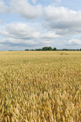 Wheat field.