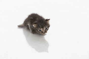 Fototapeta premium Kitten
