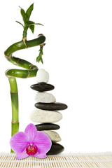 Purple orchid  and bamboo