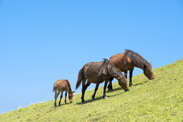 Fototapeta na wymiar Błękitne niebo i rodzic-dziecko koń wypas Toimisaki
