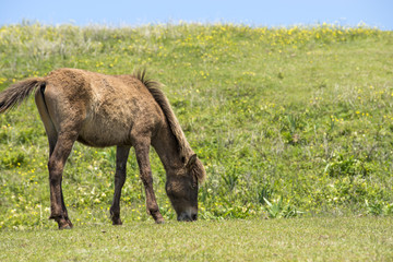 草を食む都井岬の若い馬
