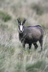 Chamois, Rupicapra rupicapra