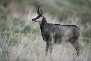 Chamois, Rupicapra rupicapra