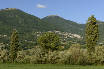 windy trees  in green countryside near Poggio Bustone, Rieti val