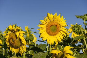 sunflowers in the "holy valley" #02, Rieti