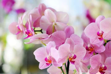Fotobehang roze orchidee © Anna Khomulo