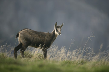 Chamois, Rupicapra rupicapra