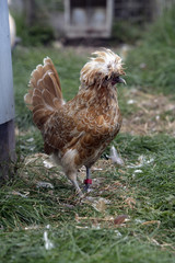 Champis poland bantam
