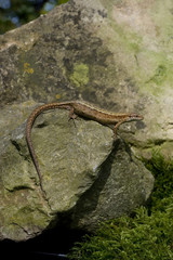 Common Lizard, Lacerta vivipara,