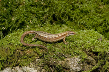 Common Lizard, Lacerta vivipara,