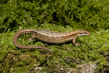 Common Lizard, Lacerta vivipara,
