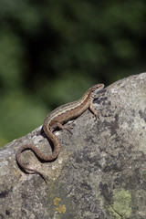 Common Lizard, Lacerta vivipara,