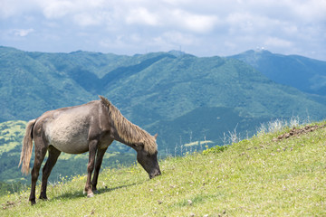 山をバックに草を食む都井岬の馬