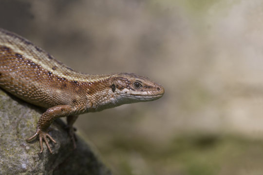 Common Lizard, Lacerta vivipara,