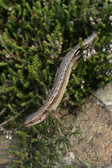 Common Lizard, Lacerta vivipara,
