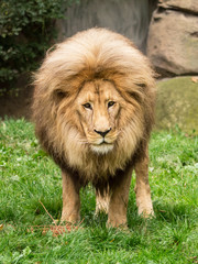 großer Löwe, Lion