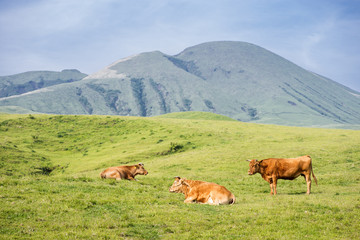 Fototapeta na wymiar くつろぐ阿蘇の赤牛たちと往生岳