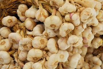 Garlic