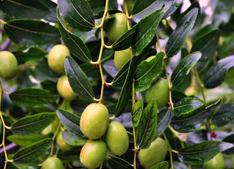 Olive fruit, warm temperatures and long-lived tree