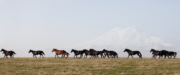 Fototapeta premium Herd of horses on a summer pasture. 