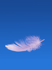Floating fluffy feather - weightless, light
