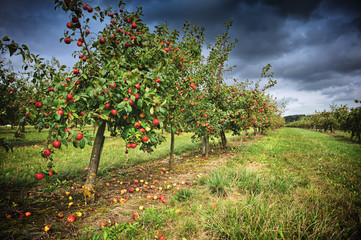 Apple orchard at cloudy day