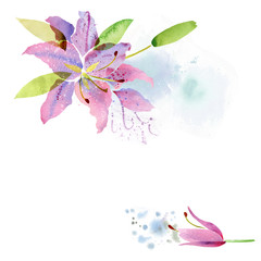 Watercolor lily