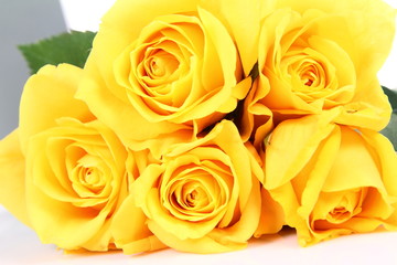 Yellow roses on white background