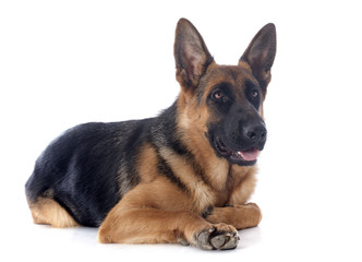 german shepherd