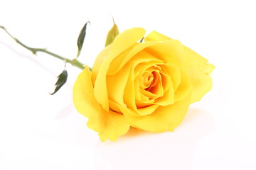 Yellow rose on white background