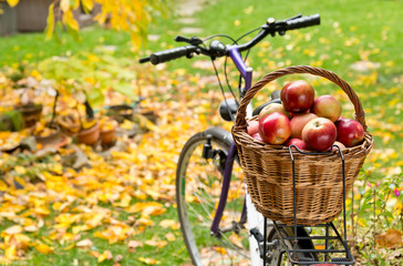 apples in wicker basket
