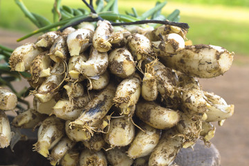 Raw Calçots