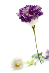 White and purple eustoma flowers
