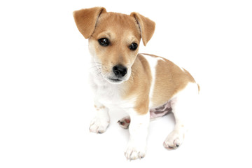aufmerksamer Jack Russell Terrier Welpe