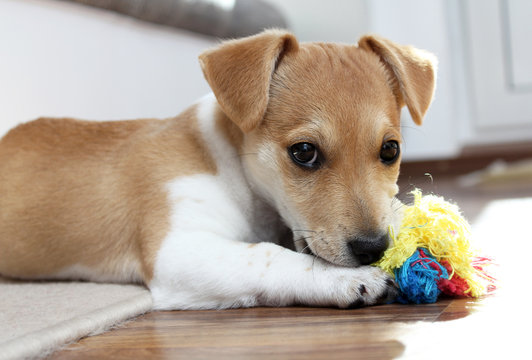 Jack Russell Terrier Welpe verteidigt sein Spielzeug