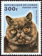 Exotic Shorthair cat (Congo 1996)