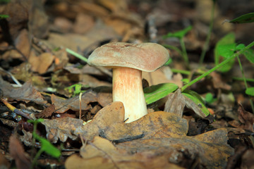 mushroom in the forest