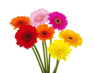 gerbera daisies