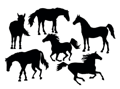 silhouettes of horses