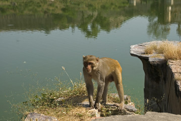 Obraz na płótnie Canvas Rhesus macaque, Deeg, Rajasthan, India