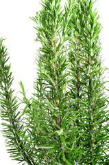 rosemary