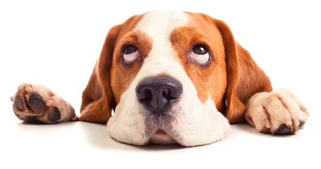Fototapeten Beagle-Kopf isoliert auf weiß © Igor Normann