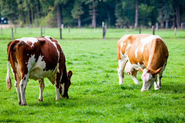 Fototapeta na wymiar cows on meadow
