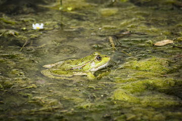 frog with tiny flies on her head in a river