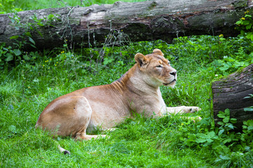 lioness