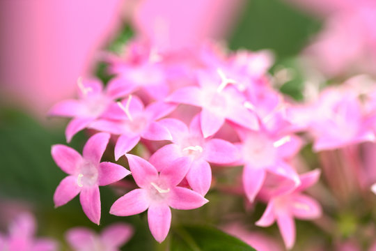 375 最適な ペンタスの花 画像 ストック写真 ベクター Adobe Stock 375 最適な ペンタスの花 画像 ストック写真 ベクター Adobe Stock